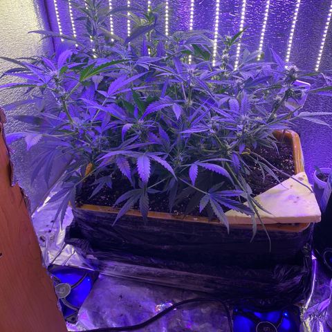 Шанти  growlog timeline photo