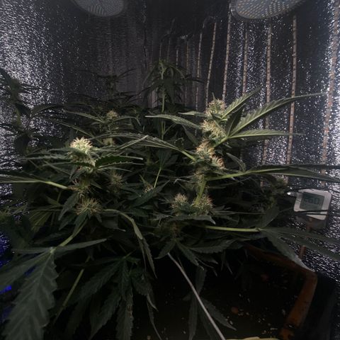 Шанти  growlog timeline photo