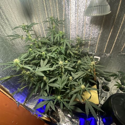 Шанти  growlog timeline photo