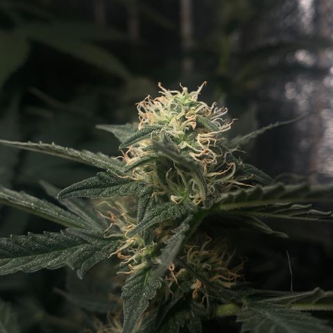 Шанти  growlog timeline photo