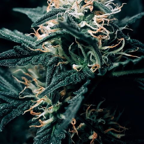 Шанти  growlog timeline photo