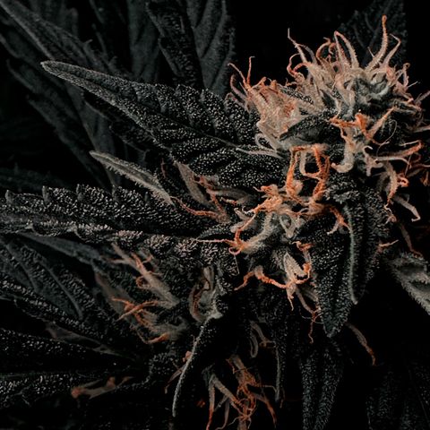 Шанти  growlog timeline photo