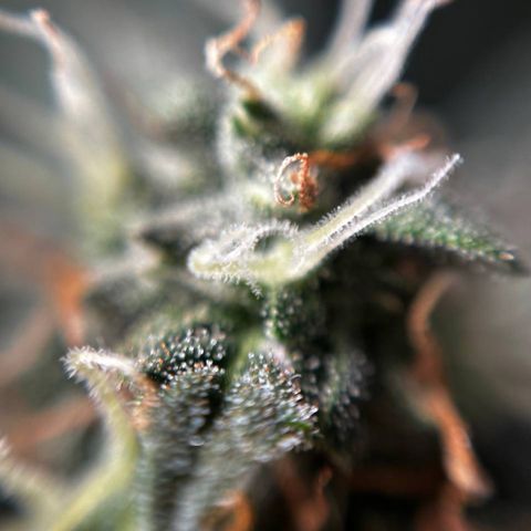 Шанти  growlog timeline photo