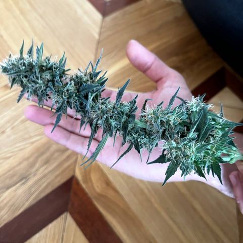 Шанти  growlog timeline photo