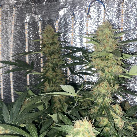 Шанти  growlog timeline photo