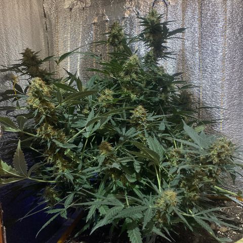 Шанти  growlog timeline photo
