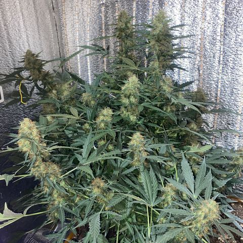 Шанти  growlog timeline photo