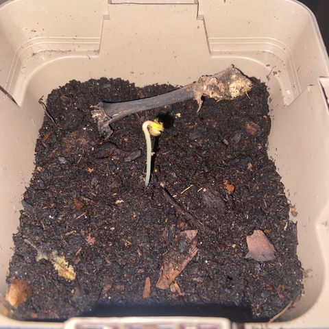 Première plante  growlog timeline photo