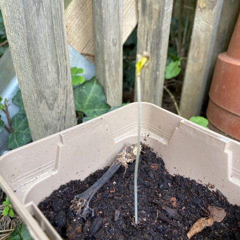 Première plante  growlog timeline photo