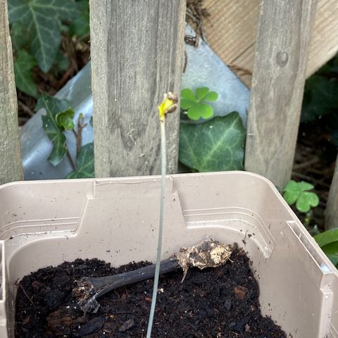 Première plante  growlog timeline photo