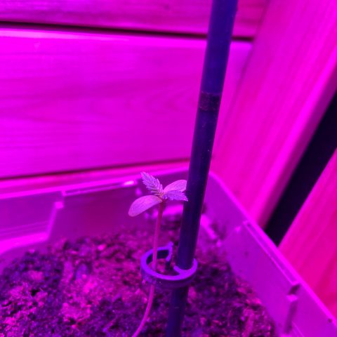 Première plante  growlog timeline photo