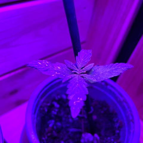 Première plante  growlog timeline photo
