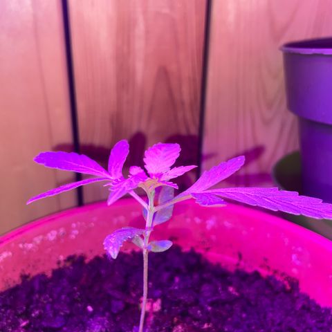 Première plante  growlog timeline photo