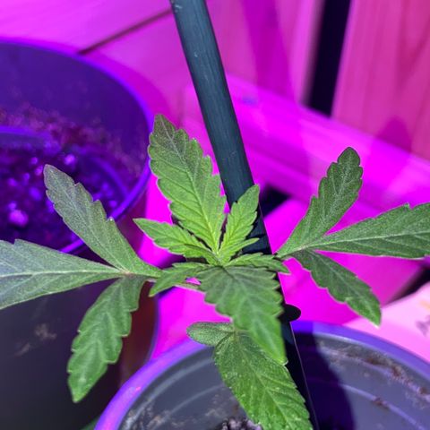 Première plante  growlog timeline photo