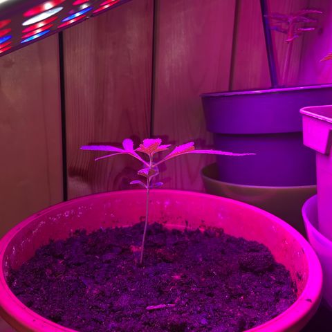 Première plante  growlog timeline photo