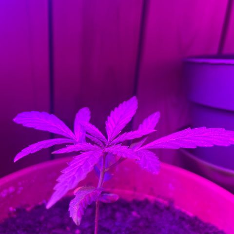 Première plante  growlog timeline photo