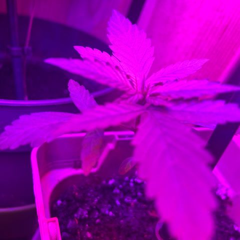 Première plante  growlog timeline photo