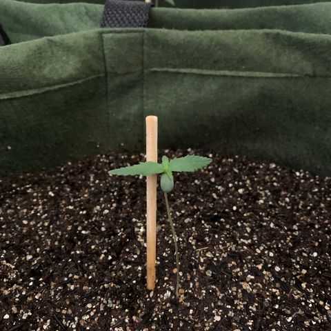 Lebron XXL auto 01 growlog timeline photo