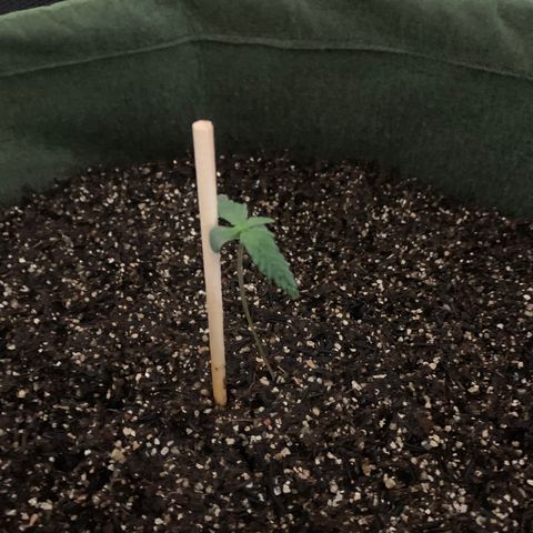 Lebron XXL auto 02 growlog timeline photo