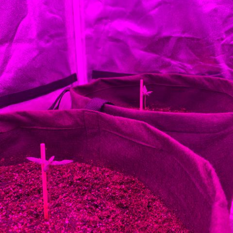 Lebron XXL auto 02 growlog timeline photo