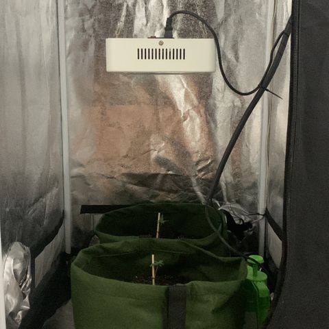 Lebron XXL auto 02 growlog timeline photo