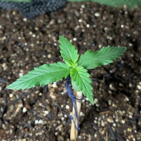 Lebron XXL auto 01 growlog timeline photo
