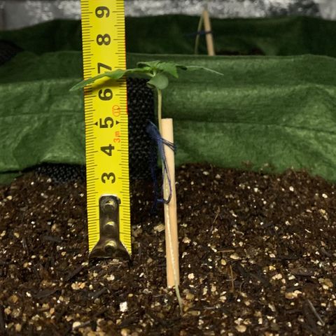 Lebron XXL auto 01 growlog timeline photo