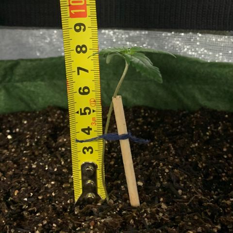 Lebron XXL auto 02 growlog timeline photo
