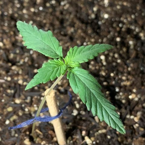 Lebron XXL auto 02 growlog timeline photo