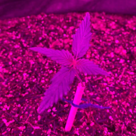 Lebron XXL auto 02 growlog timeline photo