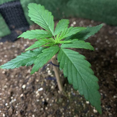 Lebron XXL auto 01 growlog timeline photo