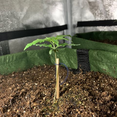 Lebron XXL auto 01 growlog timeline photo