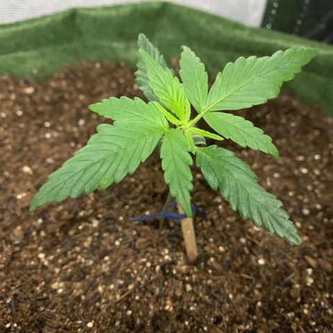 Lebron XXL auto 02 growlog timeline photo