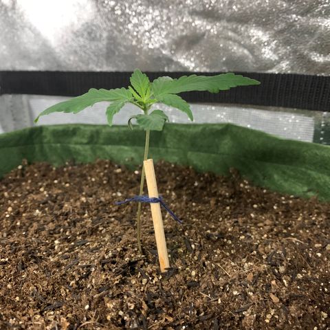Lebron XXL auto 02 growlog timeline photo