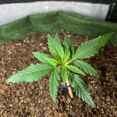 Lebron XXL auto 02 growlog timeline photo