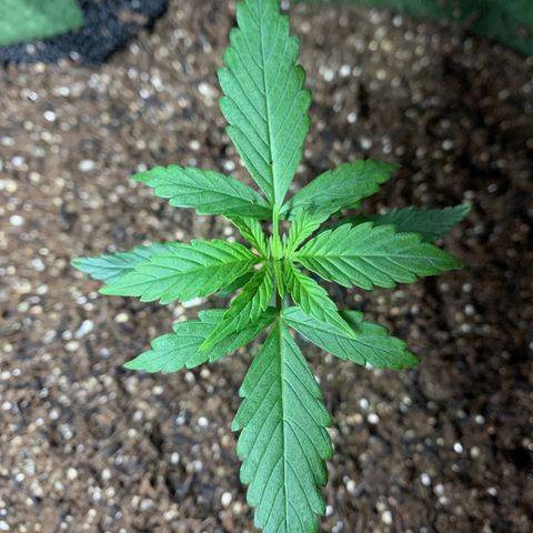 Lebron XXL auto 01 growlog timeline photo