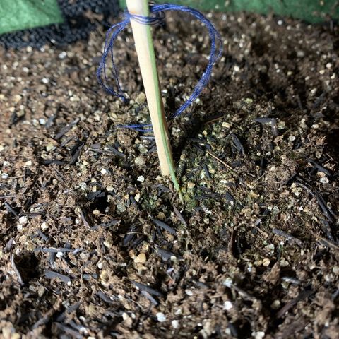 Lebron XXL auto 01 growlog timeline photo