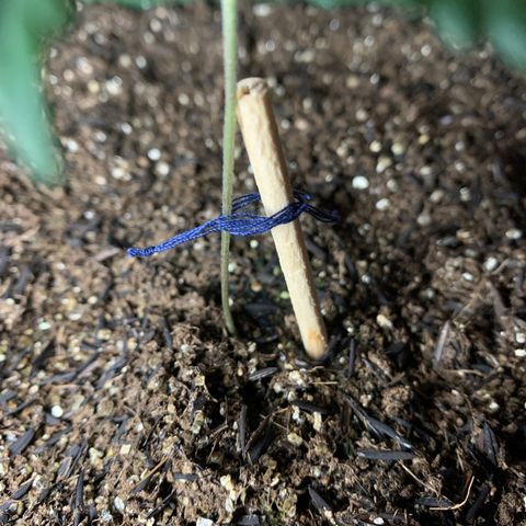 Lebron XXL auto 02 growlog timeline photo