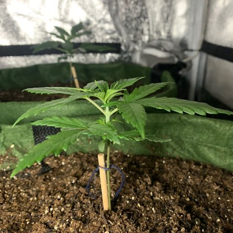 Lebron XXL auto 01 growlog timeline photo
