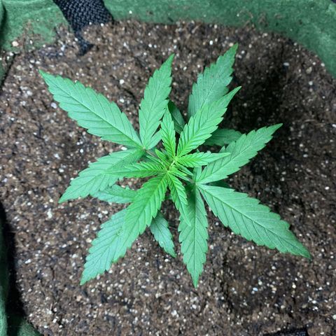 Lebron XXL auto 01 growlog timeline photo