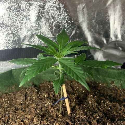 Lebron XXL auto 02 growlog timeline photo