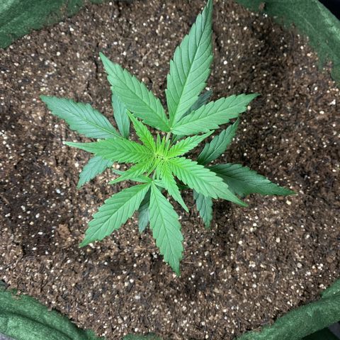 Lebron XXL auto 02 growlog timeline photo