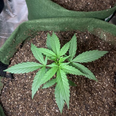 Lebron XXL auto 01 growlog timeline photo