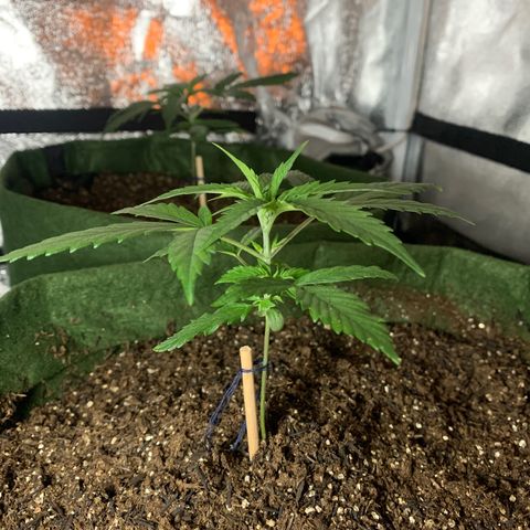 Lebron XXL auto 01 growlog timeline photo