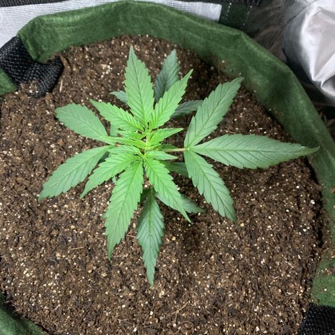 Lebron XXL auto 02 growlog timeline photo