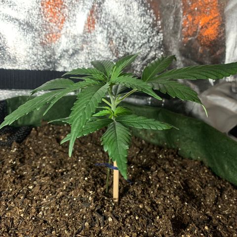 Lebron XXL auto 02 growlog timeline photo