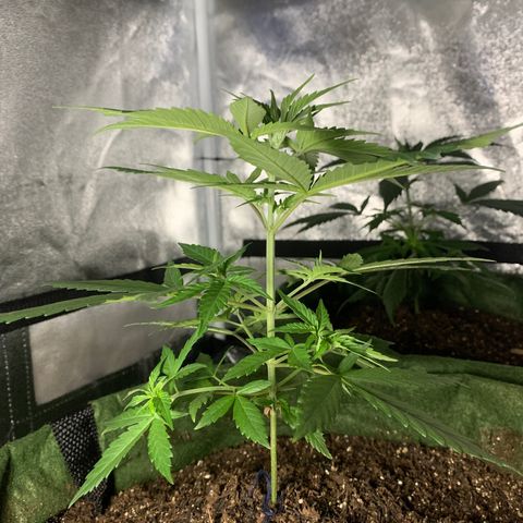Lebron XXL auto 01 growlog timeline photo