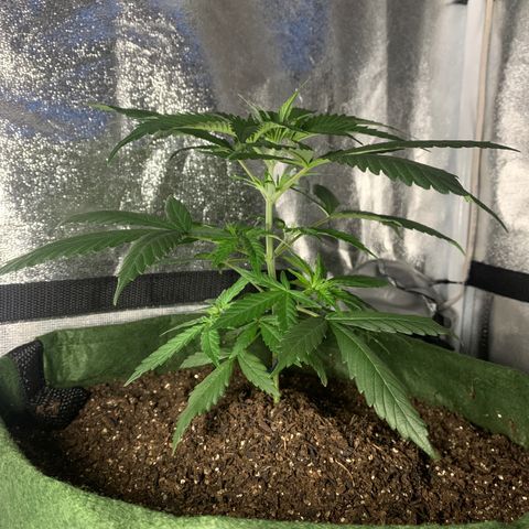 Lebron XXL auto 02 growlog timeline photo