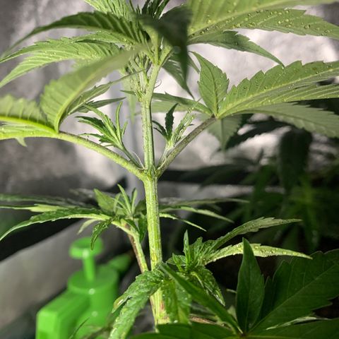 Lebron XXL auto 01 growlog timeline photo