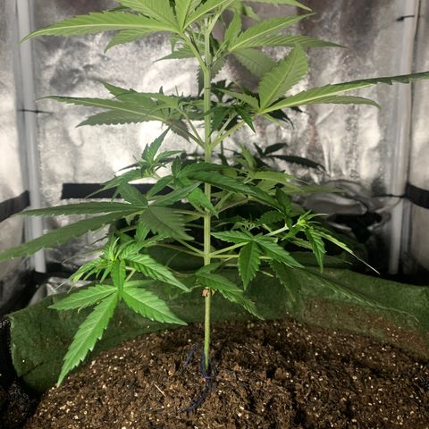 Lebron XXL auto 01 growlog timeline photo